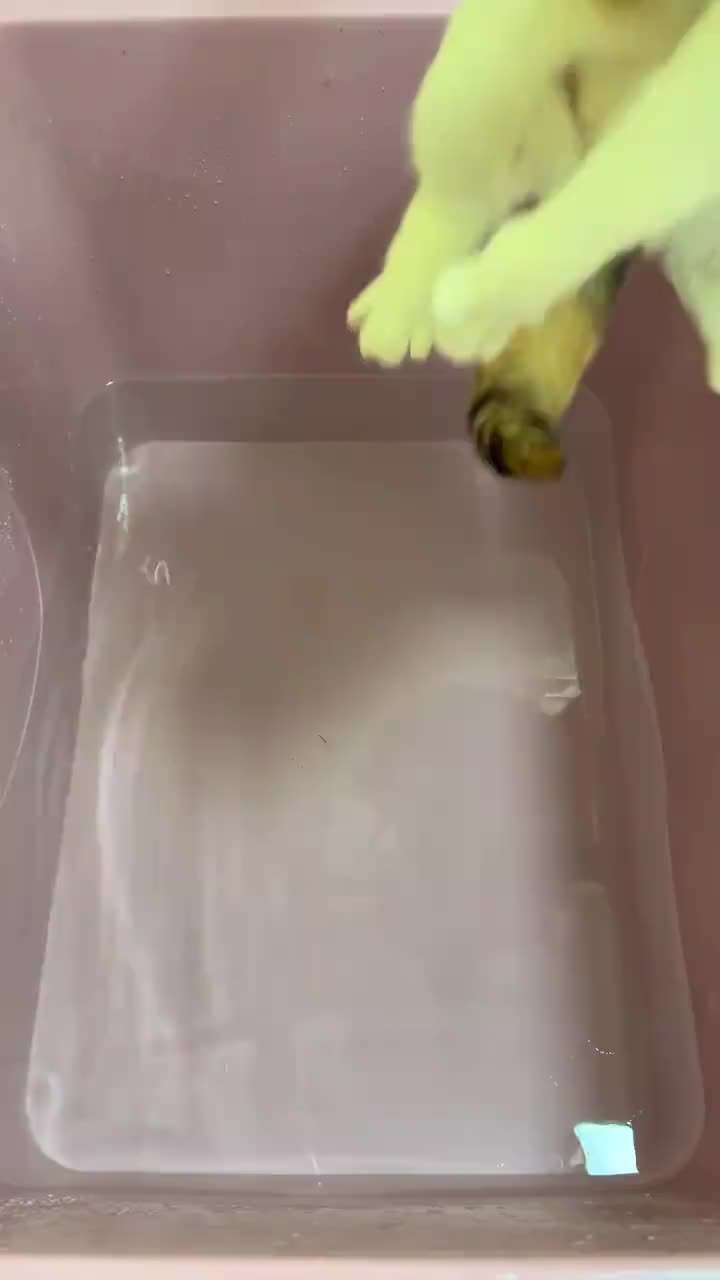 Finally! Slow-paced cat bath video just for you 🛁🐱 People kept saying the sped-up version was too fast, so h