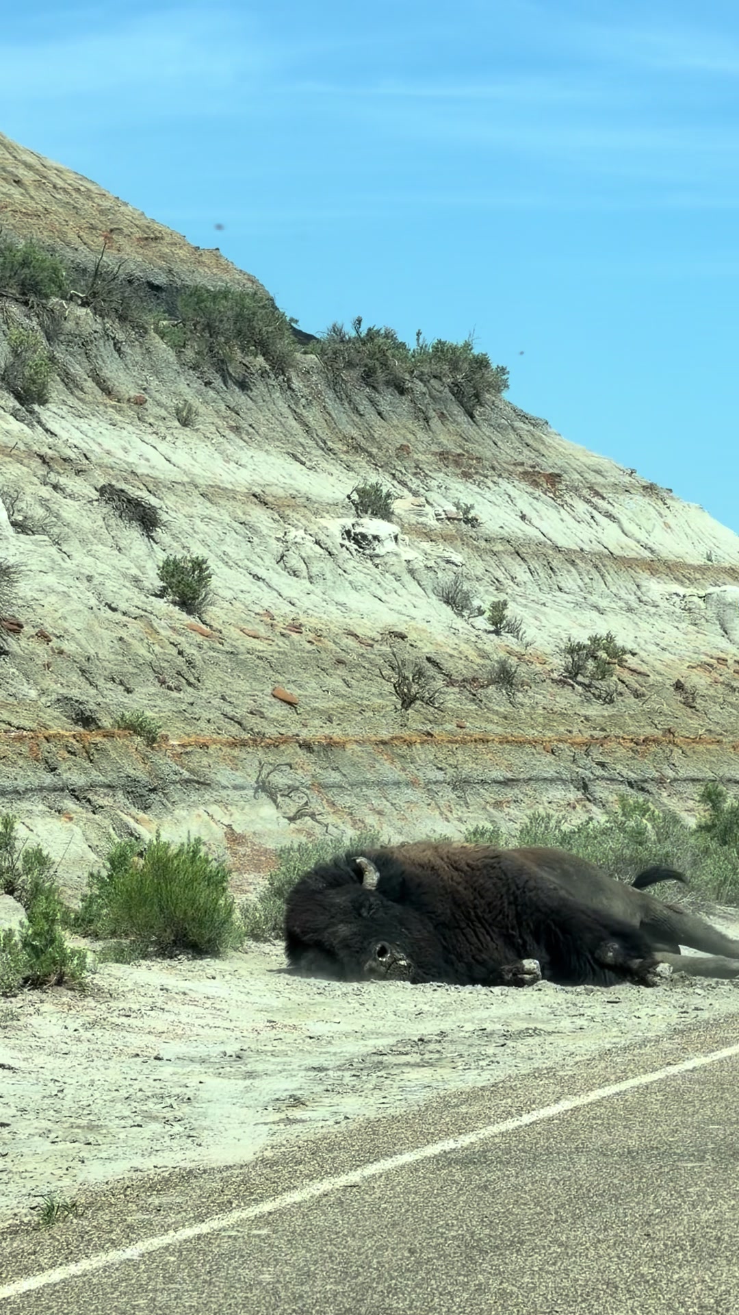 TRNP was amazing! 🤩  #fyp #northdakota #bison 