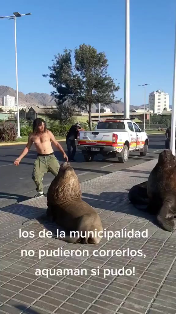 aquaman es la solucion ...#antofagasta #lobosmarinos #chile #terminalpesquero #aquaman 